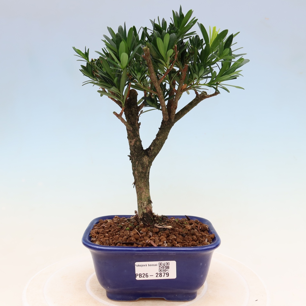 Pokój bonsai - Podocarpus - Kamienny cis