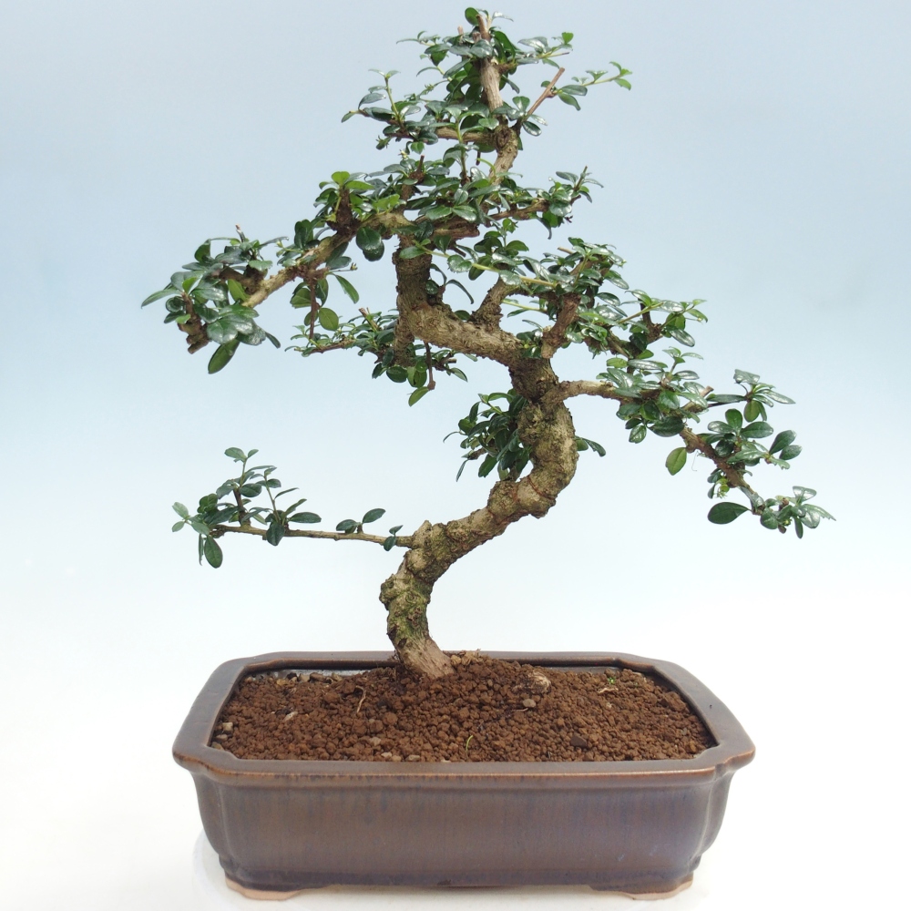 Bonsai pokojowe - Carmona macrophylla - Tea fuki