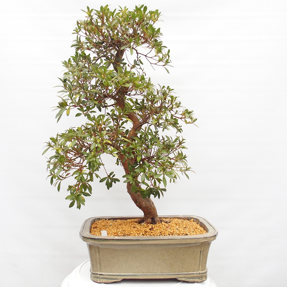 Outdoor bonsai - Azalia japońska - Azalia Haruurara