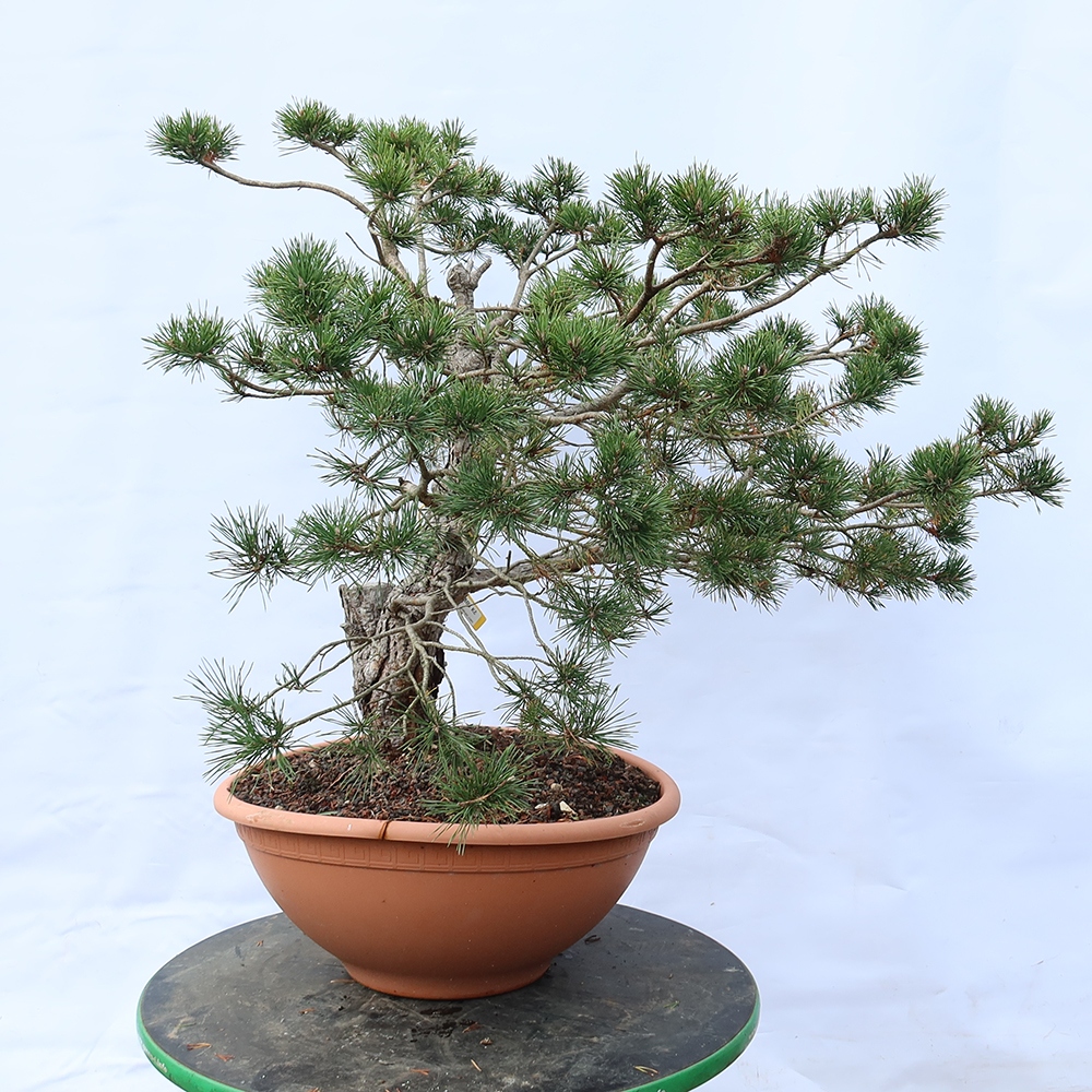 Pinus sylvestris Hiszpania – sosna zwyczajna