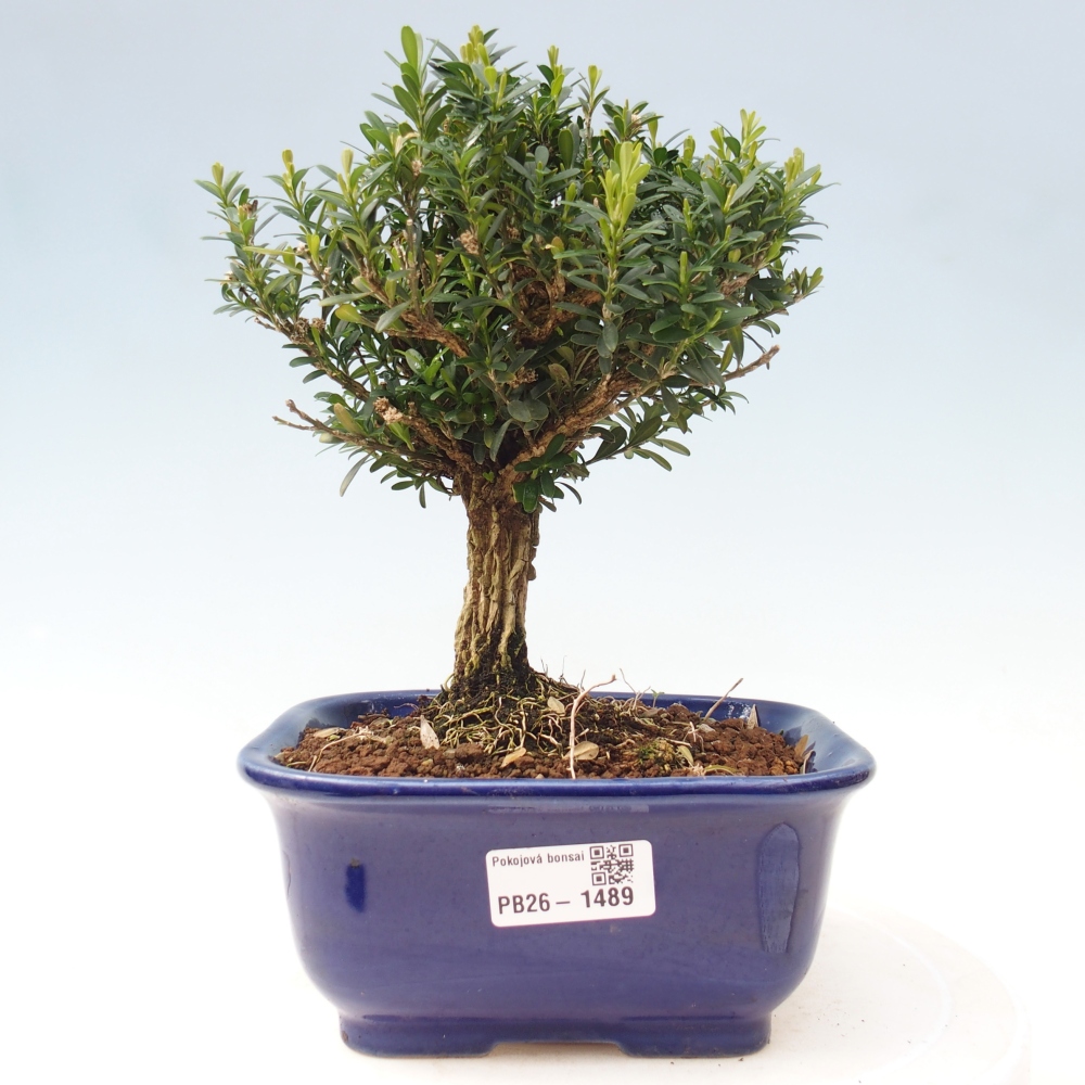 Pokój bonsai - Buxus harlandii - buxus korkowy
