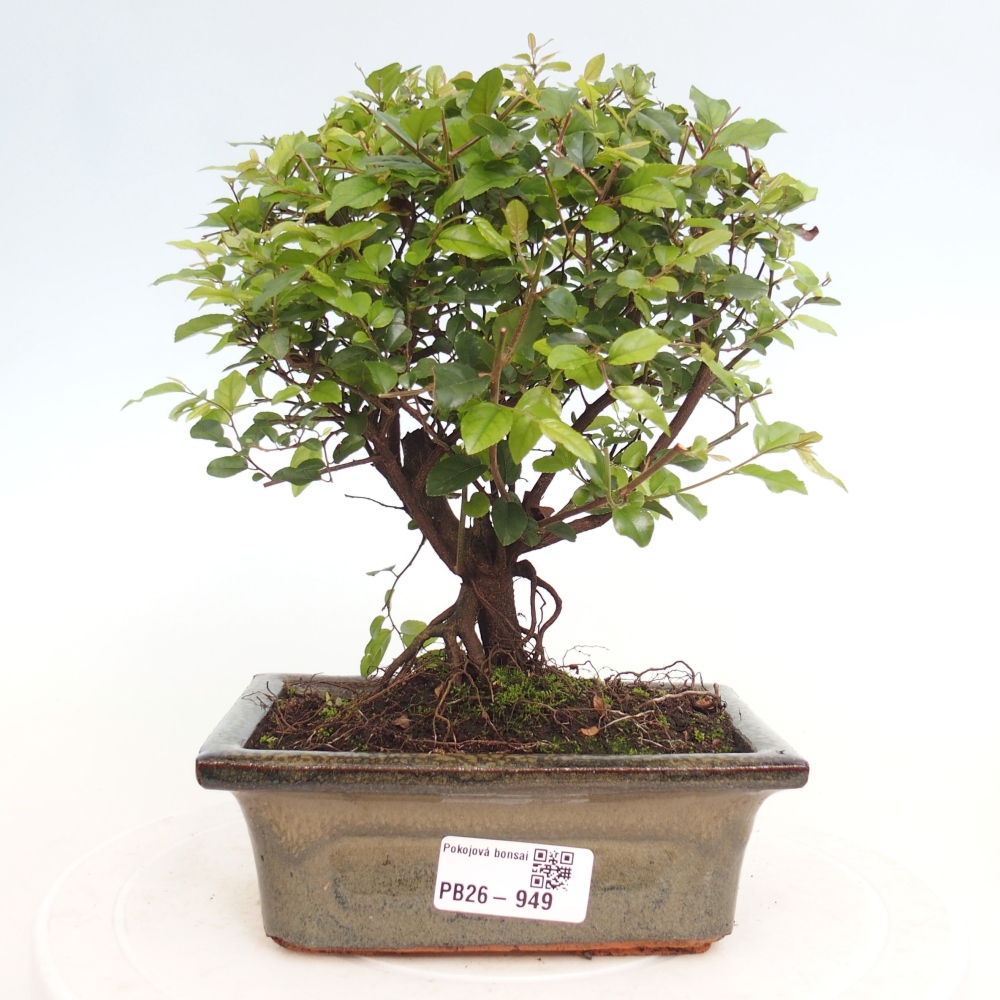 Bonsai pokojowe - Sageretia thea - Sageretia thea