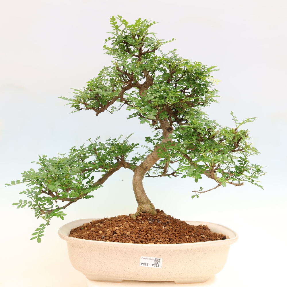 Pokój bonsai - Zantoxylum piperitum - drzewo pieprzowe