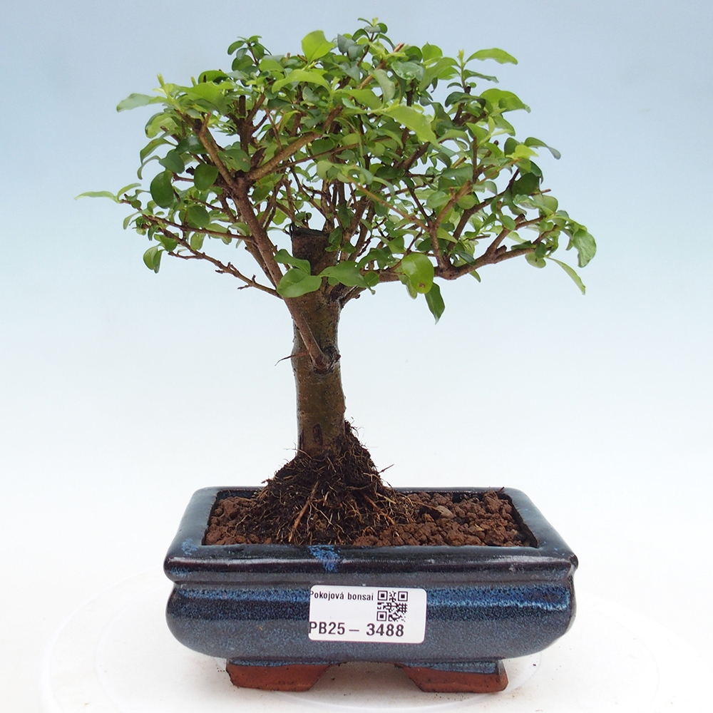 Pokój bonsai - Ligustrum chinensis - Dziób ptaka