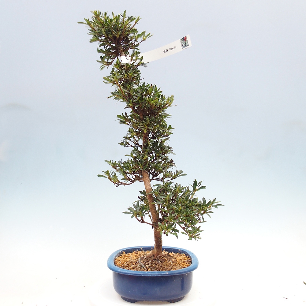 Bonsai zewnętrzne - Azalia japońska - Azalia Hakurin