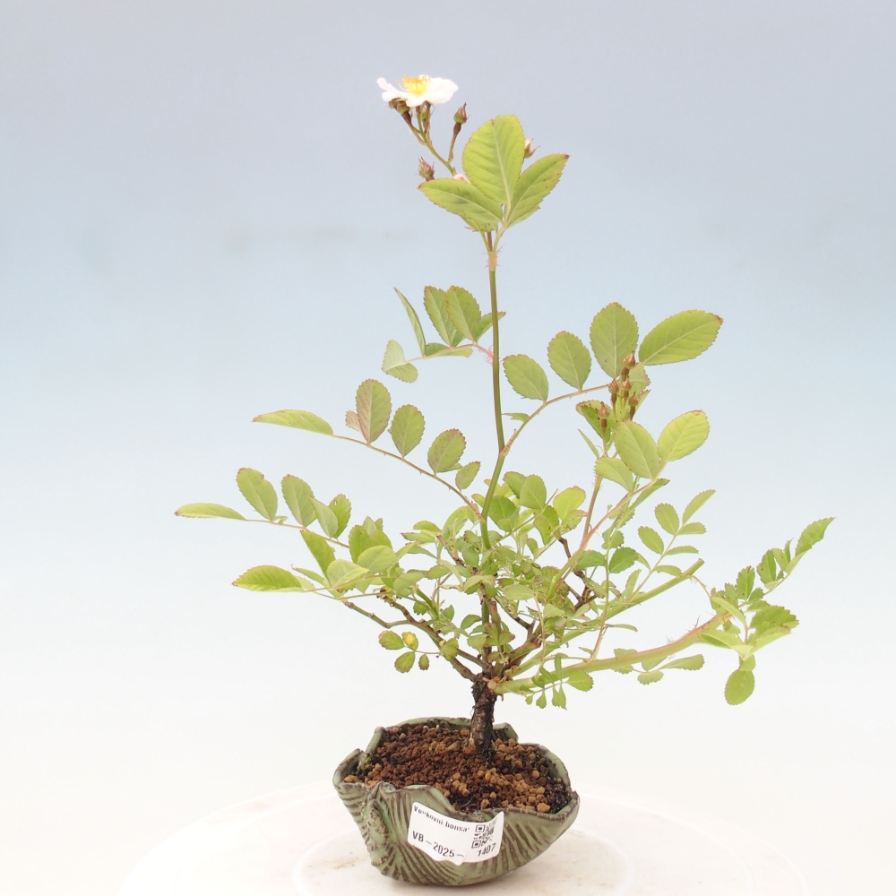 Bonsai na zewnątrz - Rosa sp. - róża drobnokwiatowa