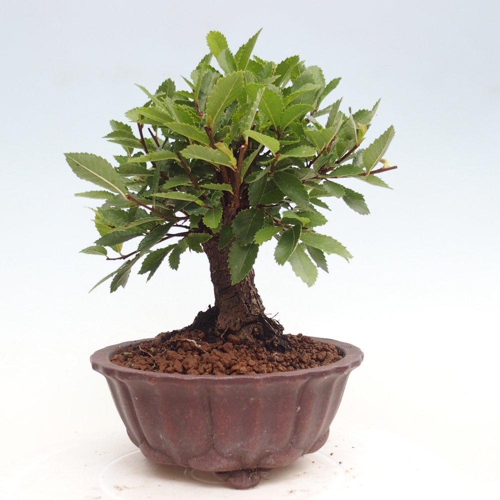 Outdoor bonsai - Zelkova - Zelkova NIRE
