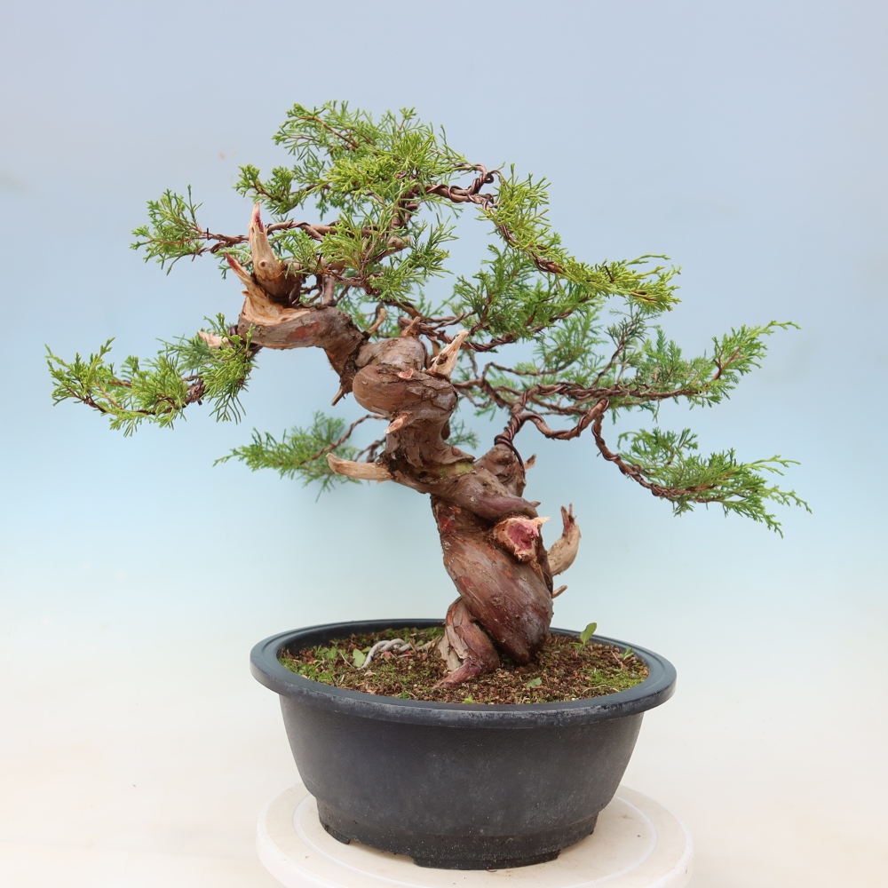Bonsai ogrodowe – Juniperus chinensis Itoigawa – jałowiec chiński