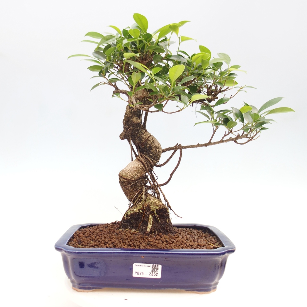 Kryty bonsai - Ficus kimmen - figowiec drobnolistny
