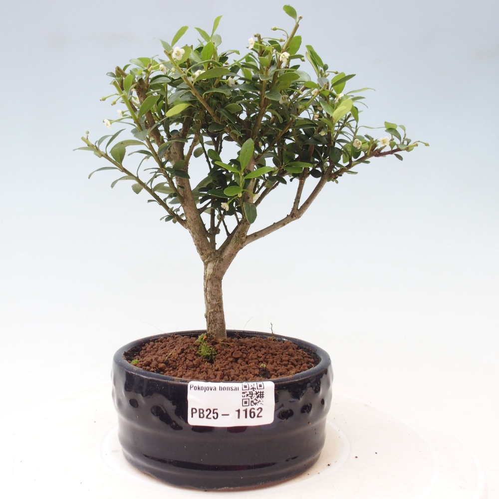 Kryty bonsai - Ilex crenata - Holly