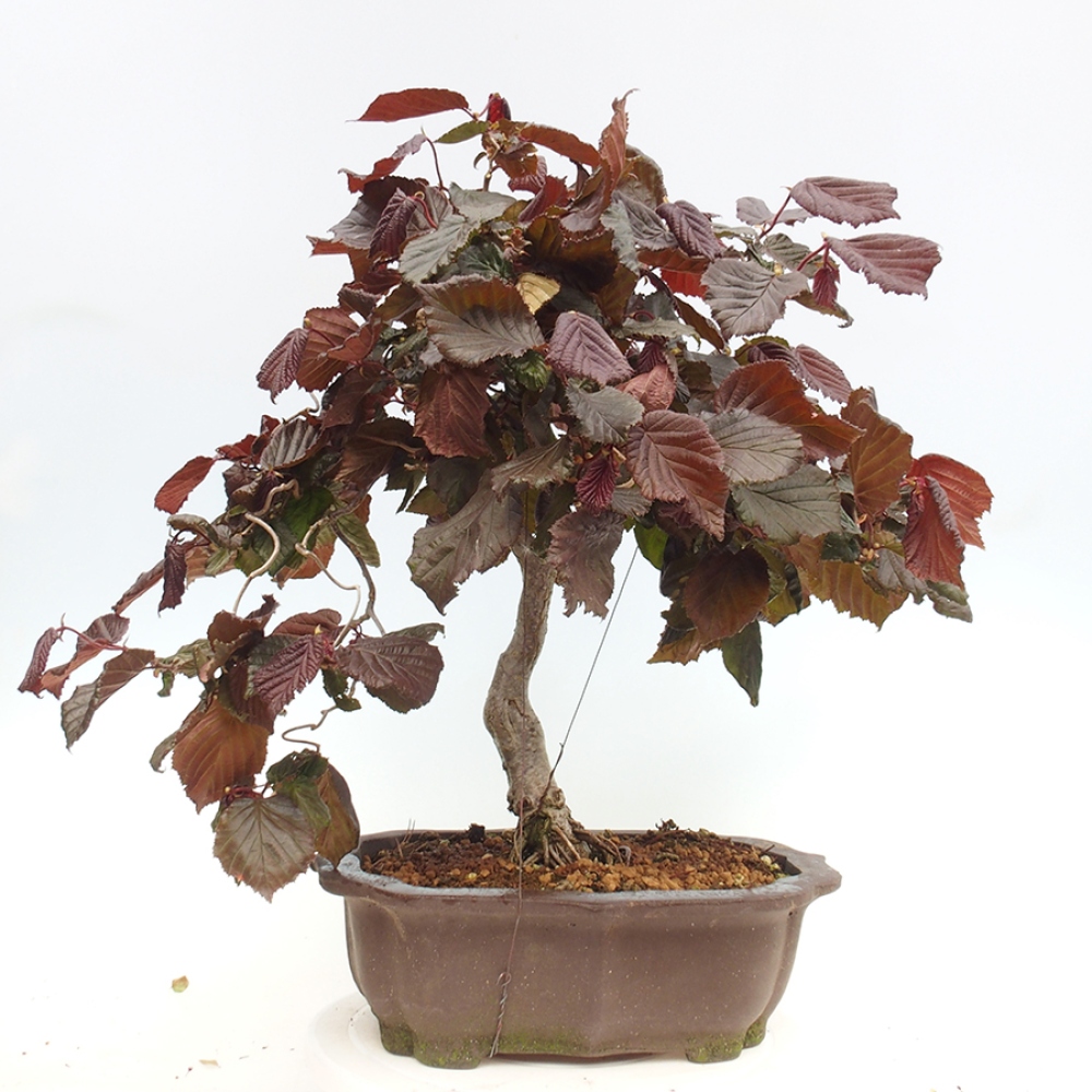 Outdoorowe bonsai - Corylus Avellana Red Majestic - Leszczyna pospolita