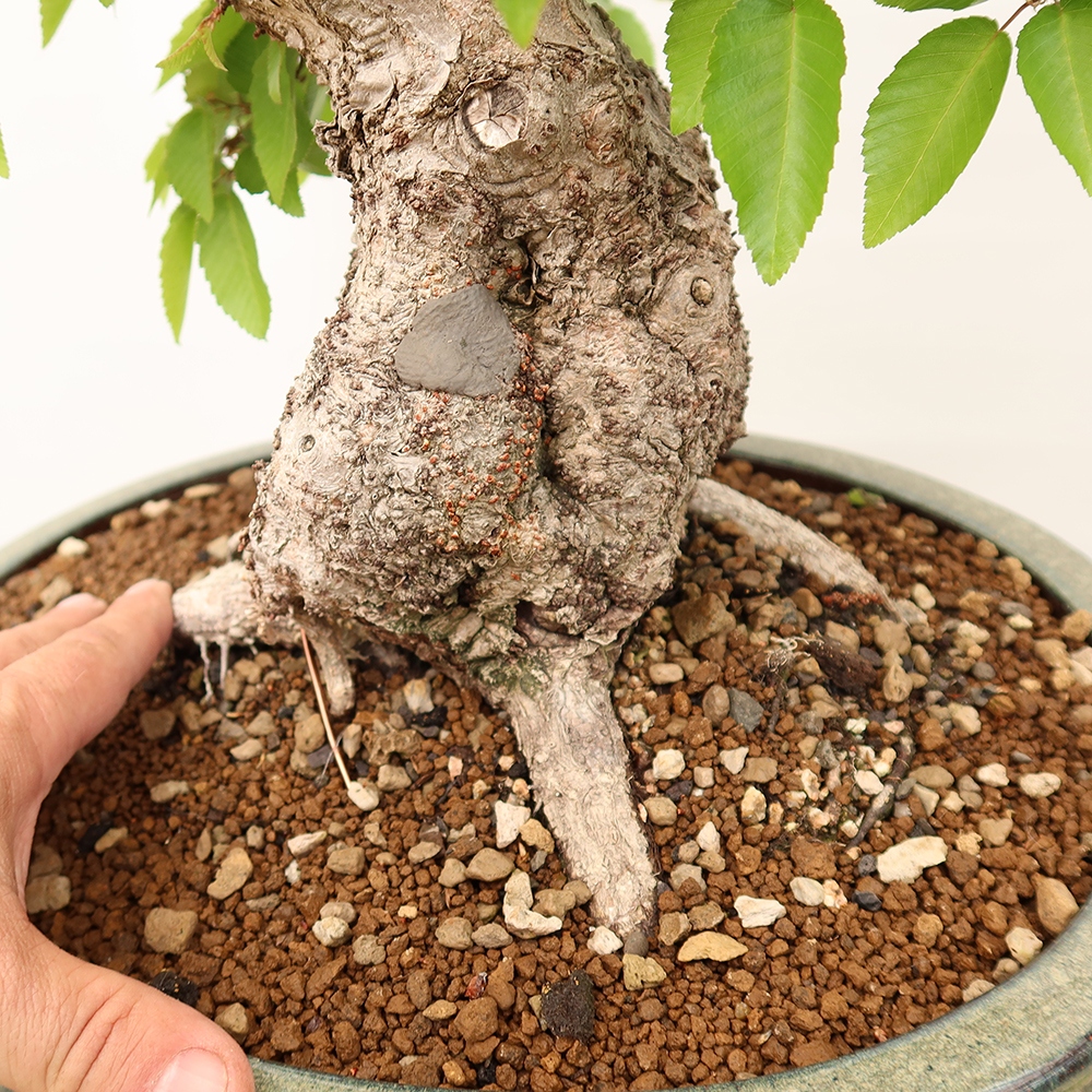 Bonsai plenerowe - Carpinus Coreana - grab koreański