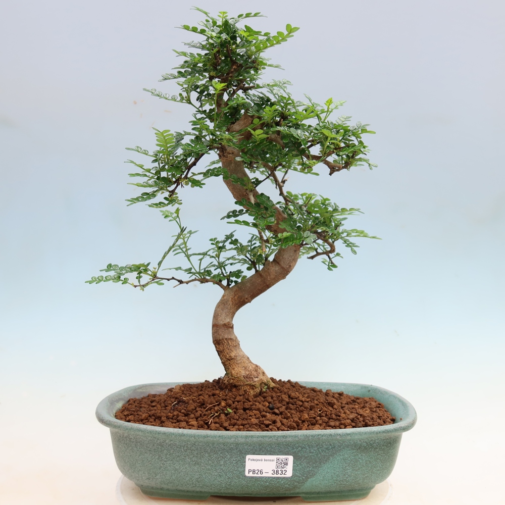 Pokój bonsai - Zantoxylum piperitum - drzewo pieprzowe