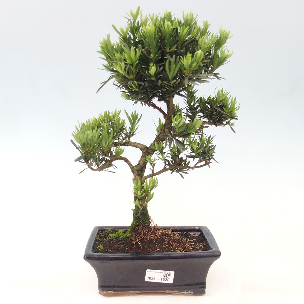 Pokój bonsai - Podocarpus - Kamienny cis