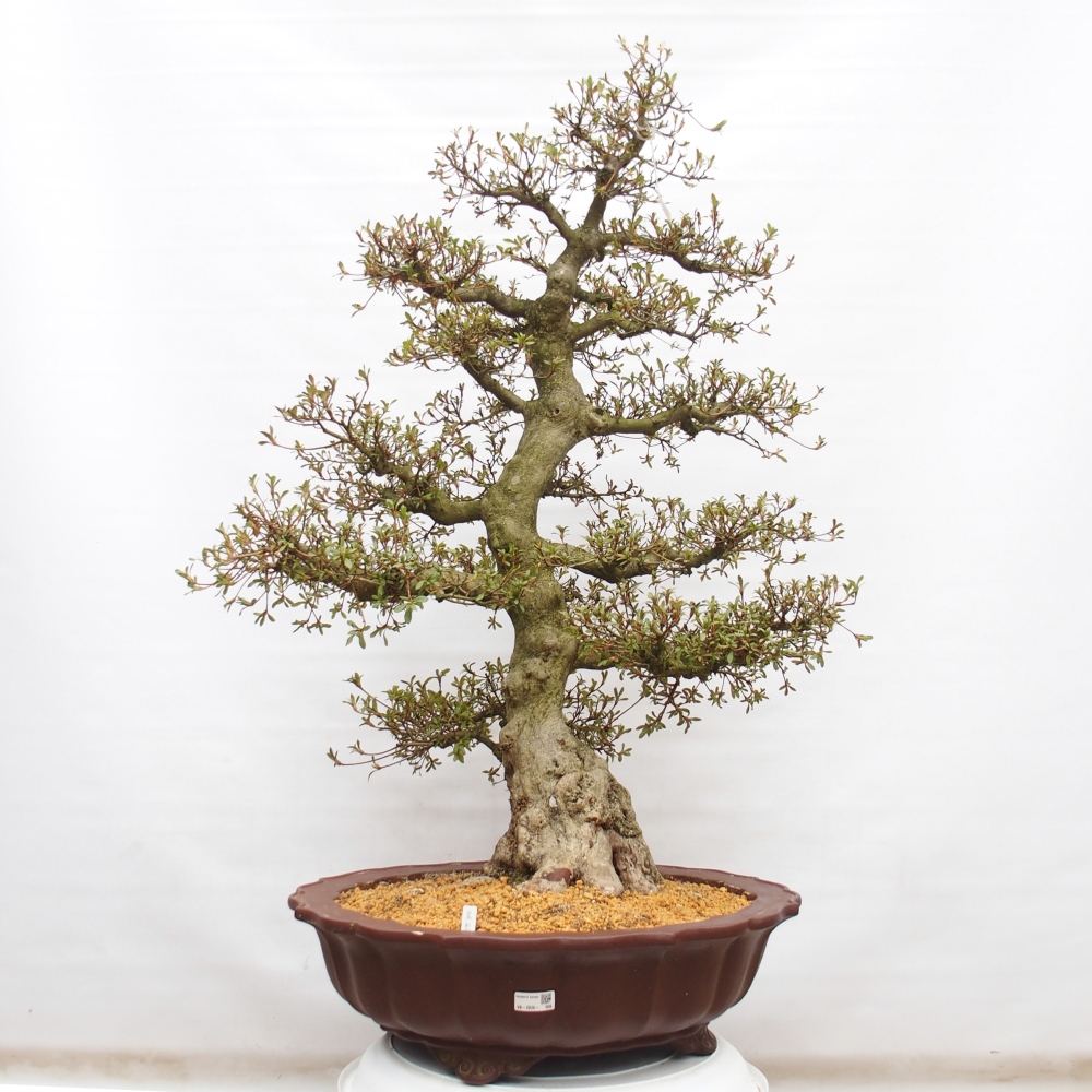 Bonsai zewnętrzne - Azalia japońska - Azalia Kinu-no-Hikari