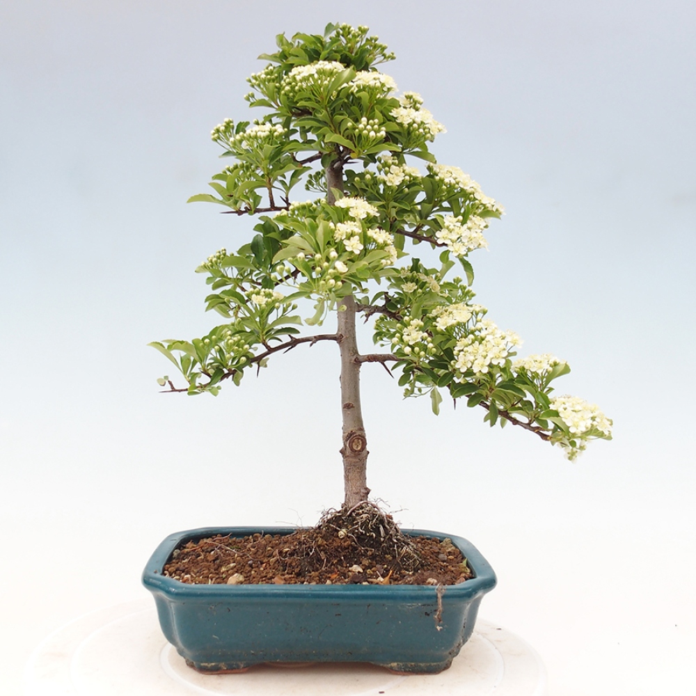 Outdoor Bonsai-Pyracanta Teton-Piekarnia