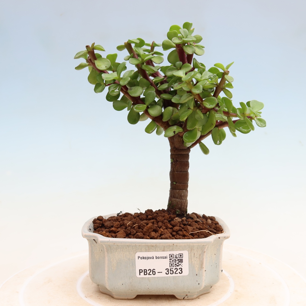 Pokój bonsai - Portulakaria Afra - Tlustice