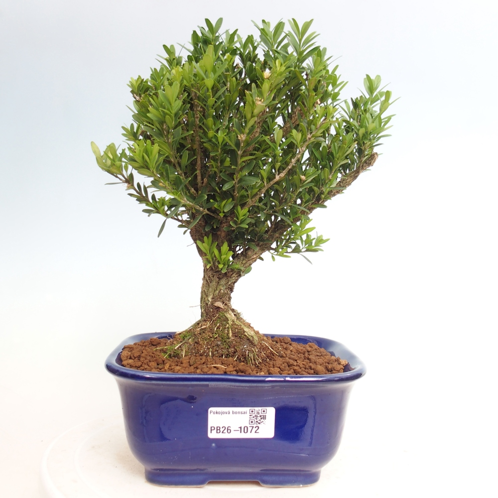 Pokój bonsai - Buxus harlandii - buxus korkowy