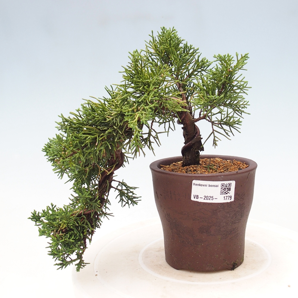 Bonsai zewnętrzne - Juniperus chinensis Kishu - Jałowiec chiński