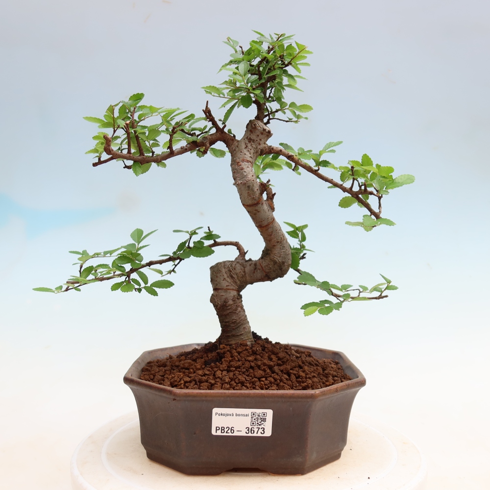 Pokój bonsai - Ulmus parvifolia - Wiąz drobnolistny