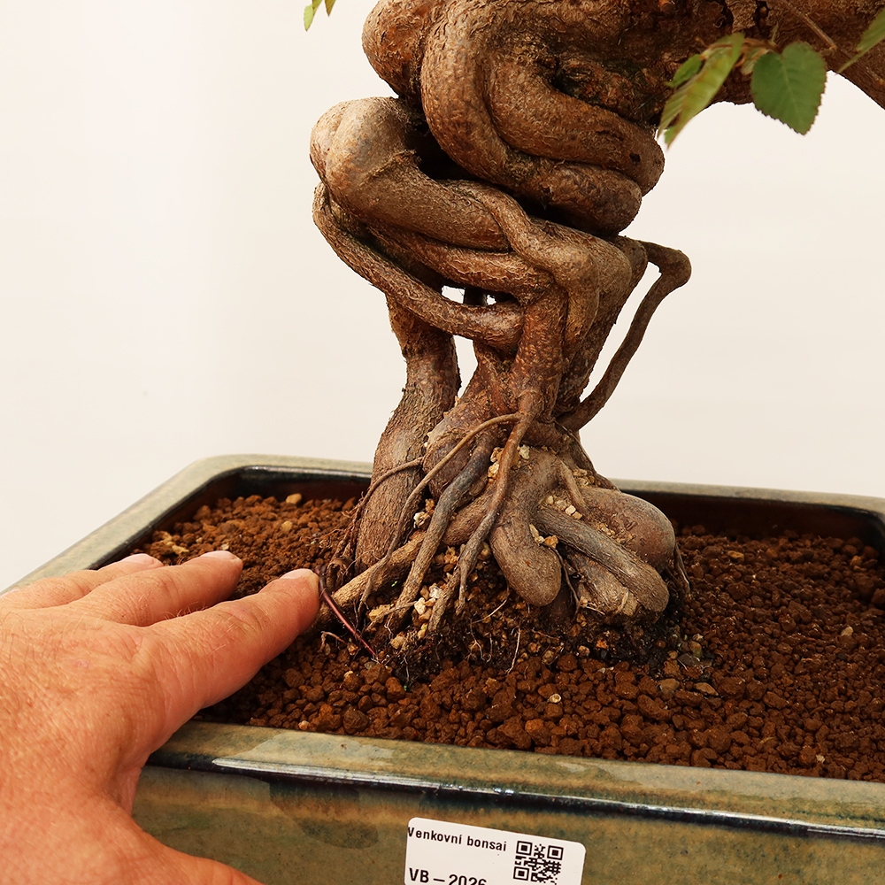 Bonsai plenerowe - Carpinus Coreana - grab koreański