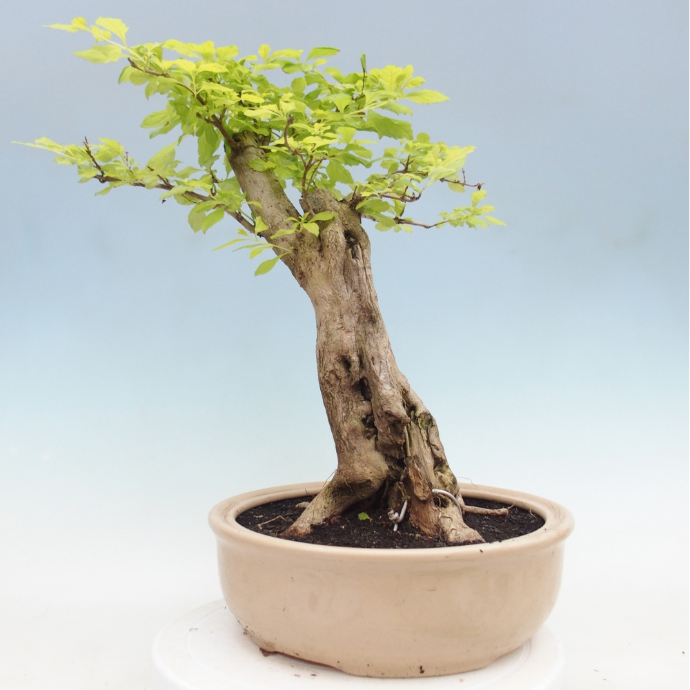 Bonsai pokojowe - Duranta erecta Aurea