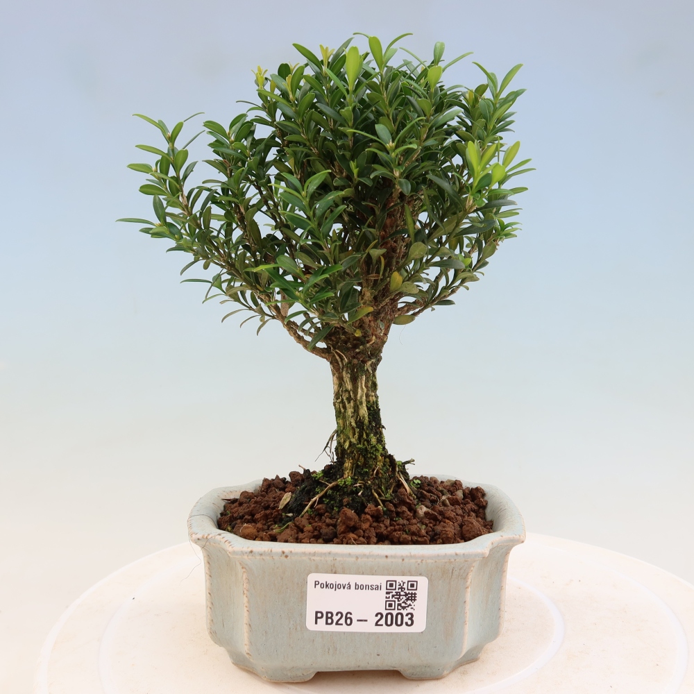 Pokój bonsai - Buxus harlandii - buxus korkowy
