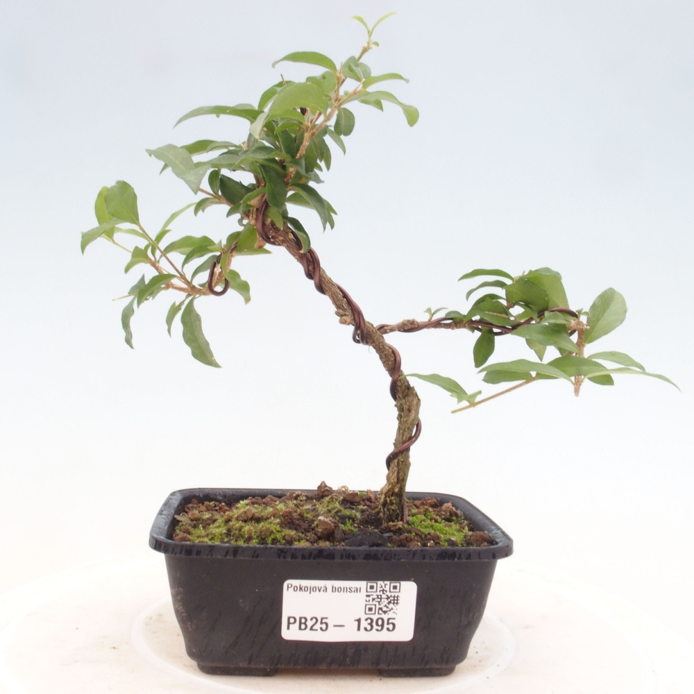 Bonsai pokojowe - Malpighia coccigera - Wiśnia Barbdorska