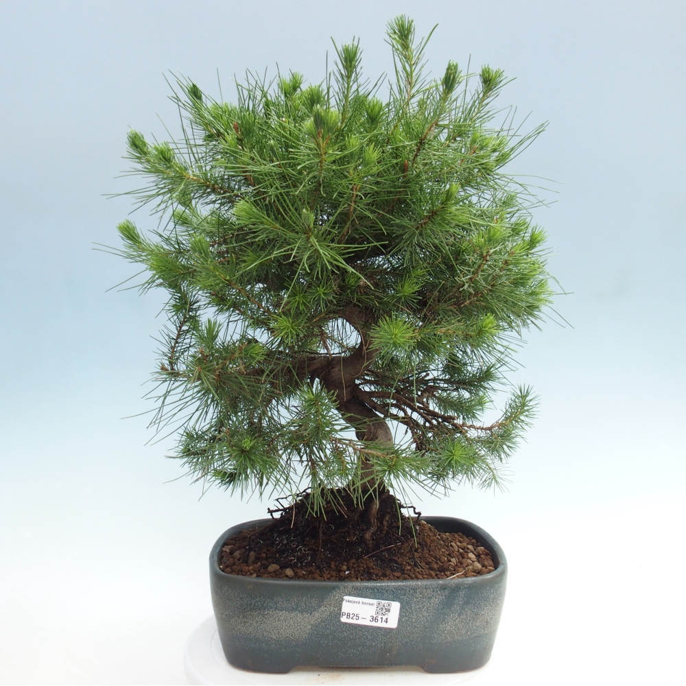 Pokój bonsai - Pinus halepensis - Sosna z Aleppo