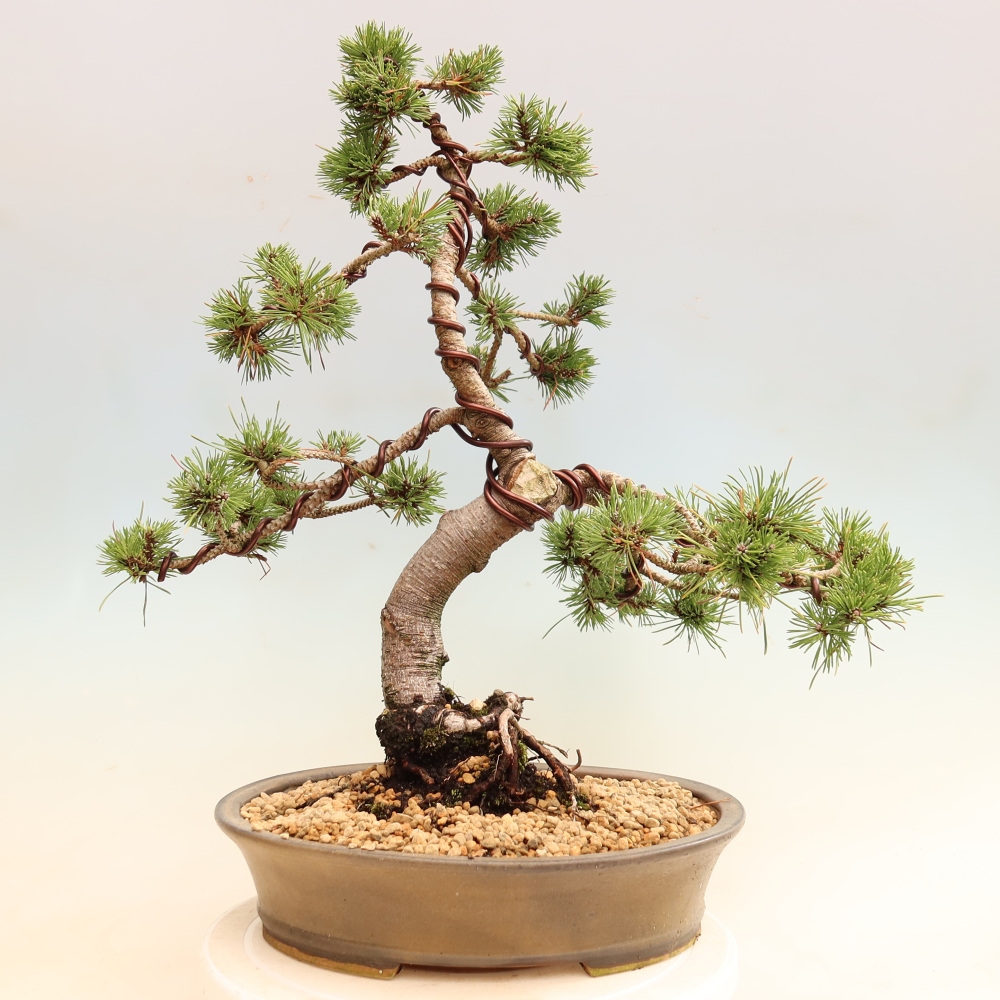 Bonsai ogrodowe – Pinus mugo Humpy – sosna karłowata