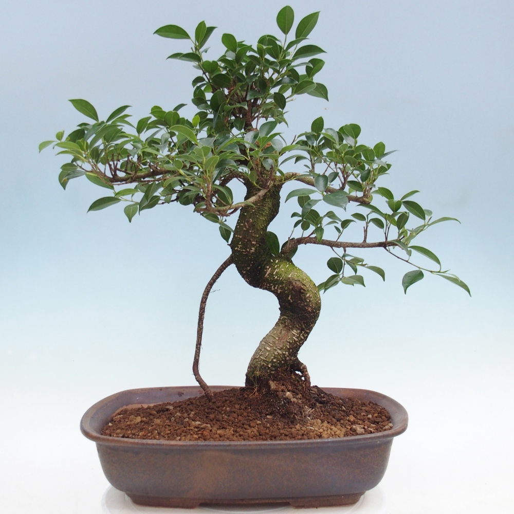 Pokój bonsai - Ficus retusa - figowiec drobnolistny