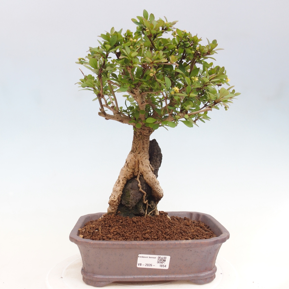 Bonsai zewnętrzne - Berberis coreana