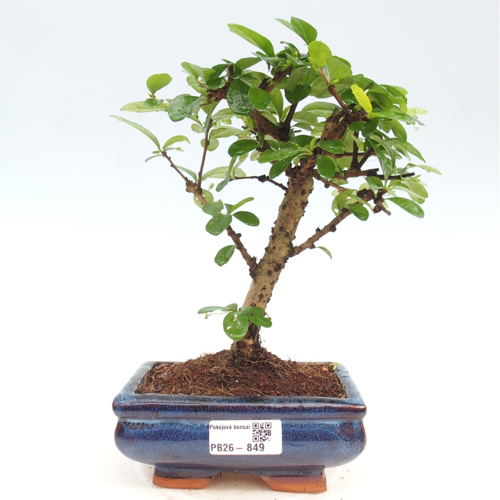 Bonsai pokojowe - Carmona macrophylla - Tea fuki