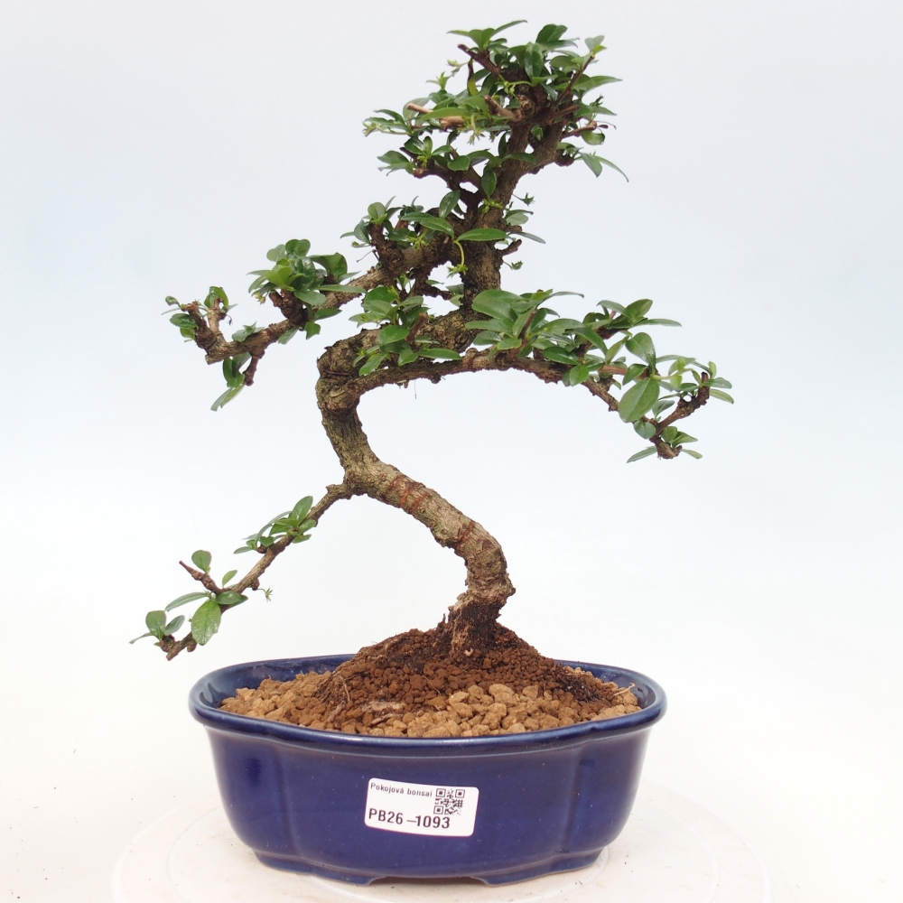 Bonsai pokojowe - Carmona macrophylla - Tea fuki