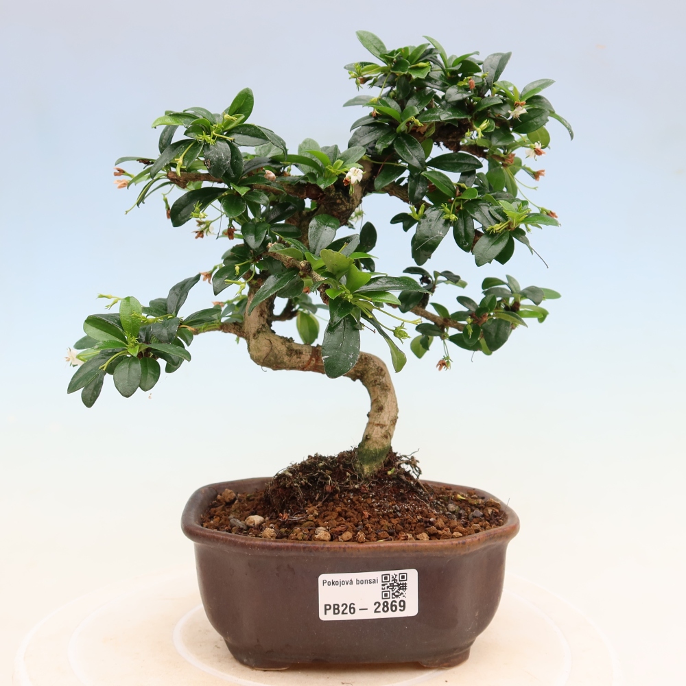 Bonsai pokojowe - Carmona macrophylla - Tea fuki
