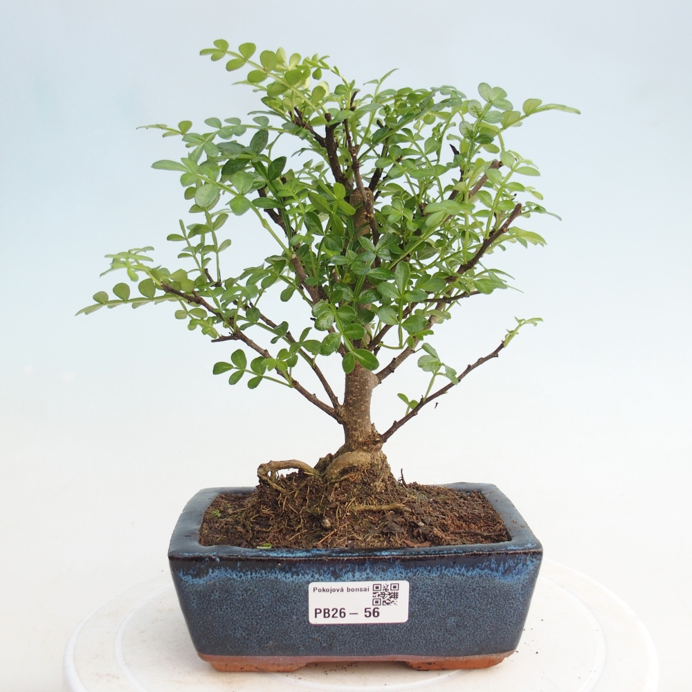 Kryty bonsai - Zantoxylum piperitum - Mięta pieprzowa