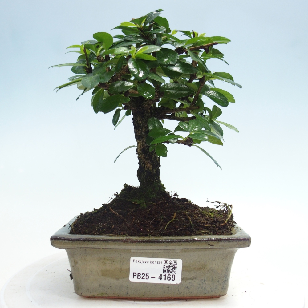 Bonsai pokojowe - Carmona macrophylla - Tea fuki