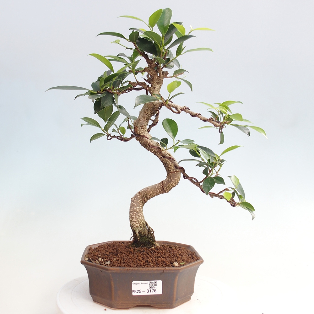 Kryty bonsai - Ficus retusa - figowiec drobnolistny