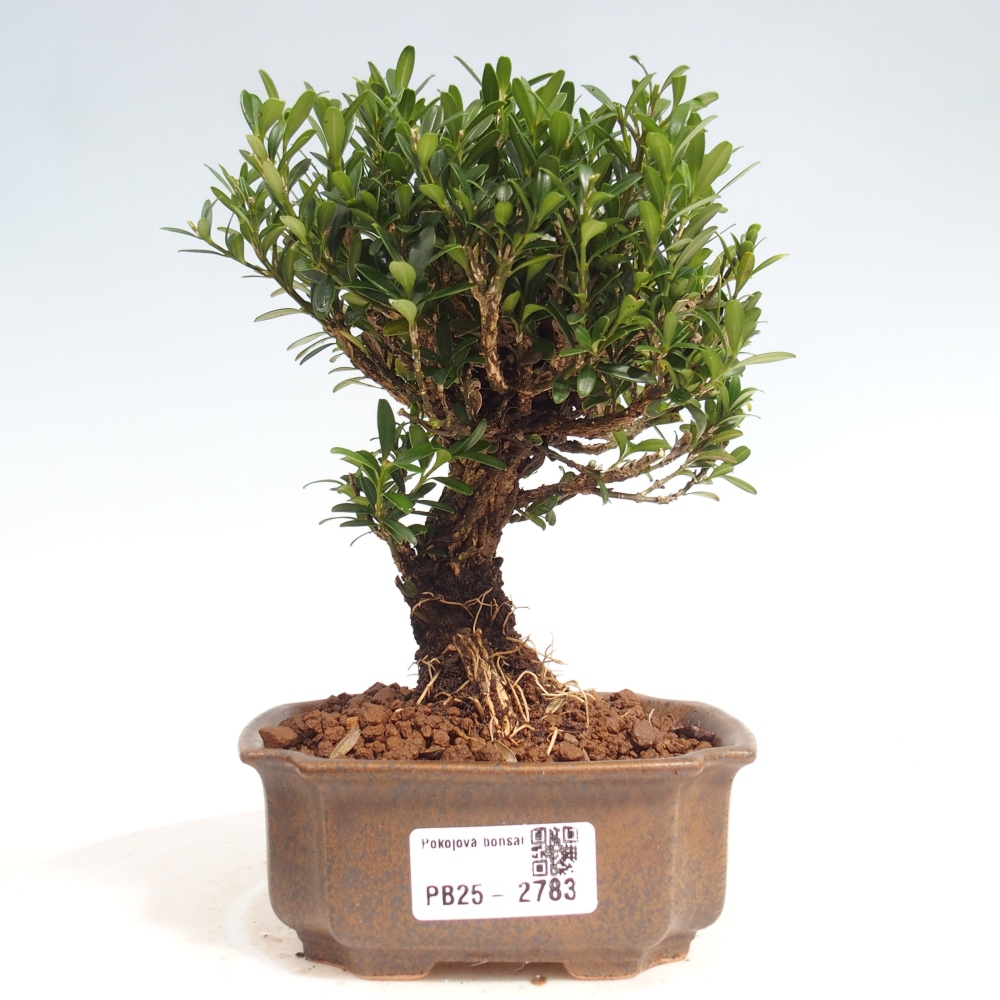 Pokój Bonsai - Buxus harlandii - Bukszpan korkowy