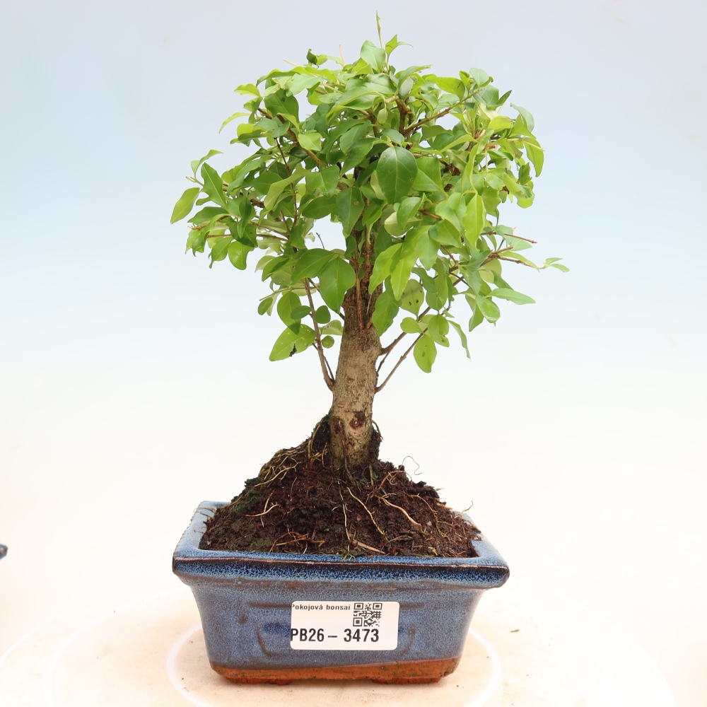 Pokój bonsai - Ligustrum chinensis - Dziób ptaka