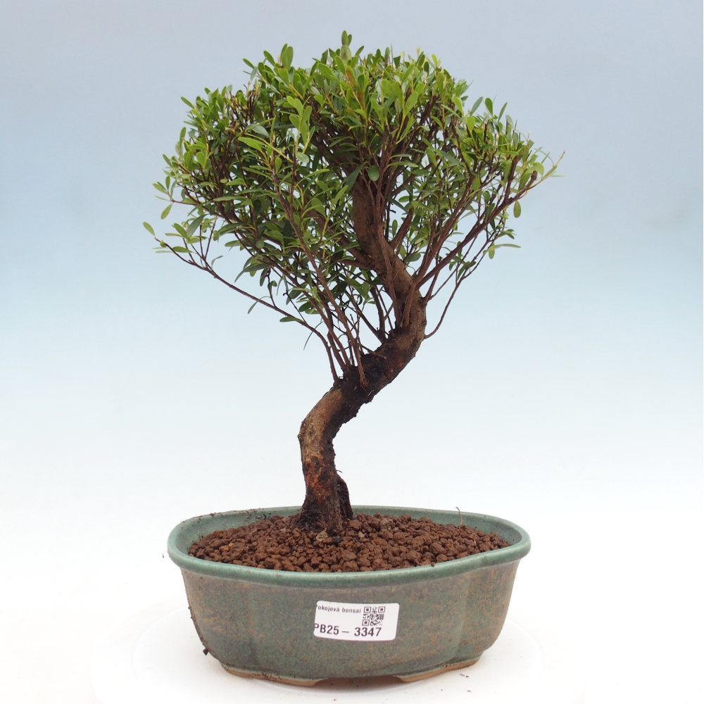 Pokój bonsai - Syzygium - Pimento