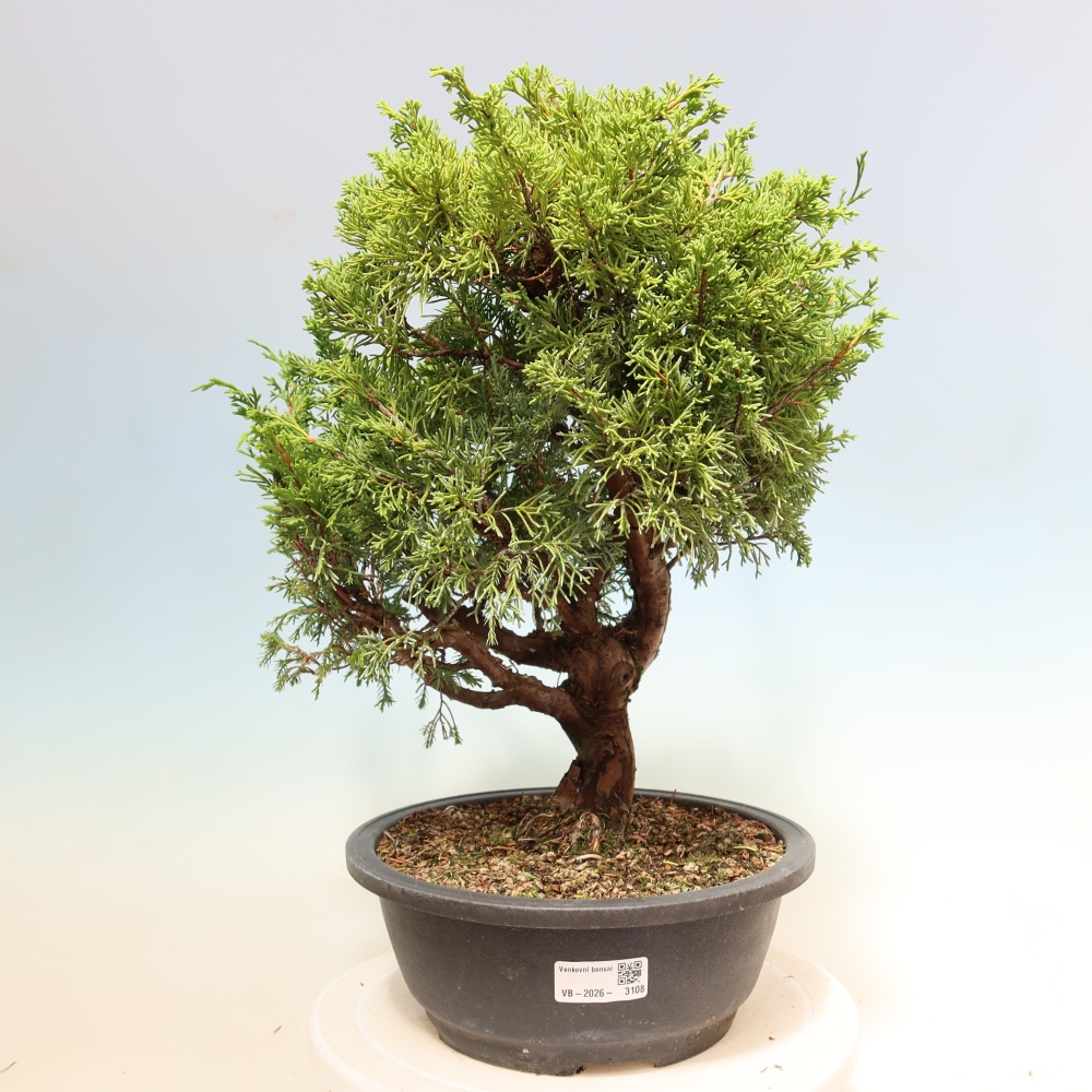 Bonsai ogrodowe – Juniperus chinensis Itoigawa – jałowiec chiński