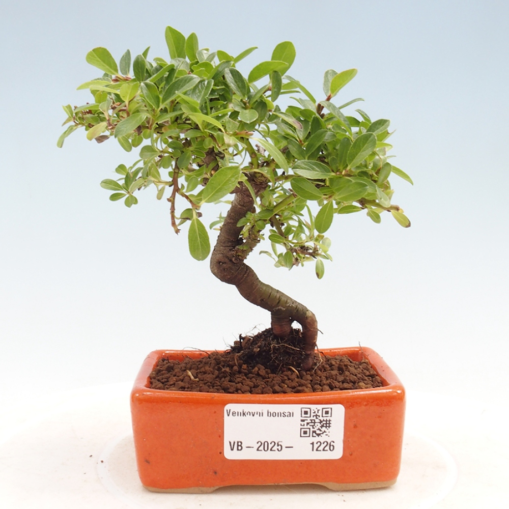 Outdoor bonsai - Salix - Wierzba