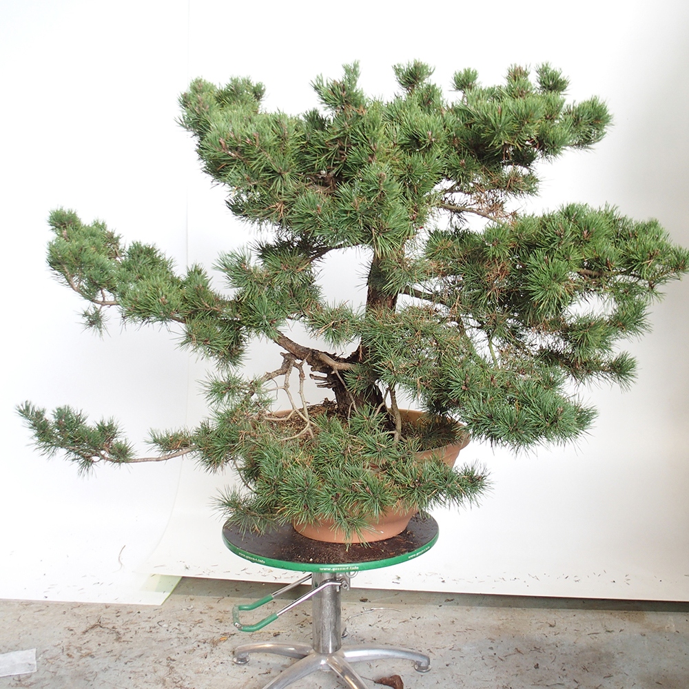 Yamadori - Pinus sylvestris Hiszpania