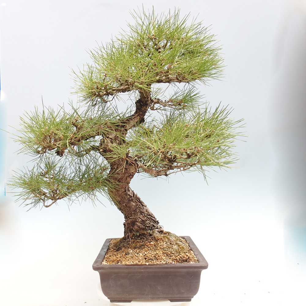 Outdoor bonsai - Pinus thunbergii - sosna Thunberga