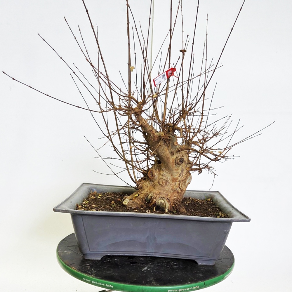 Klon bonsai na zewnątrz - Acer Burgeriana