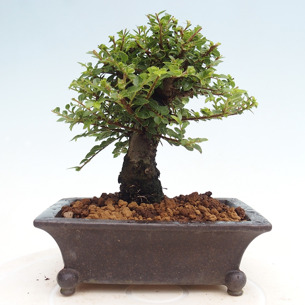 Bonsai zewnętrzne - Ulmus parvifolia Hokkaido - wiąz chiński