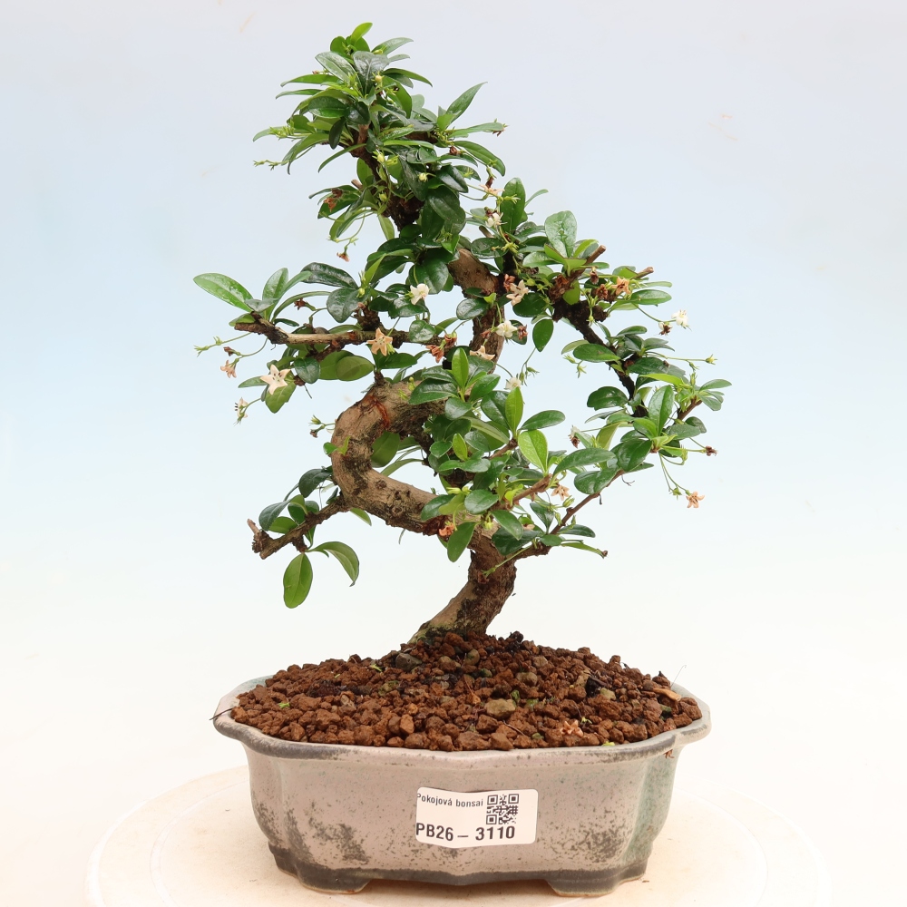 Bonsai pokojowe - Carmona macrophylla - Tea fuki