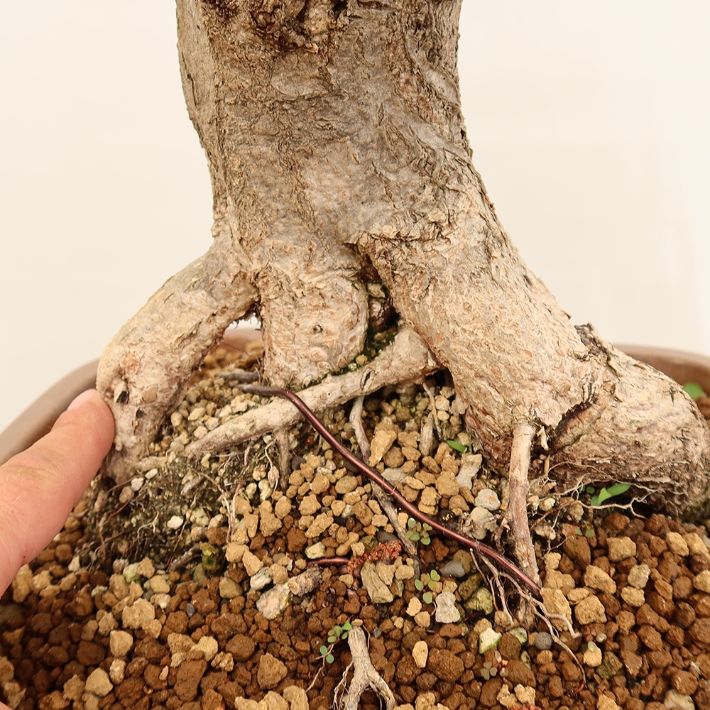 Bonsai plenerowe - Carpinus Coreana - grab koreański
