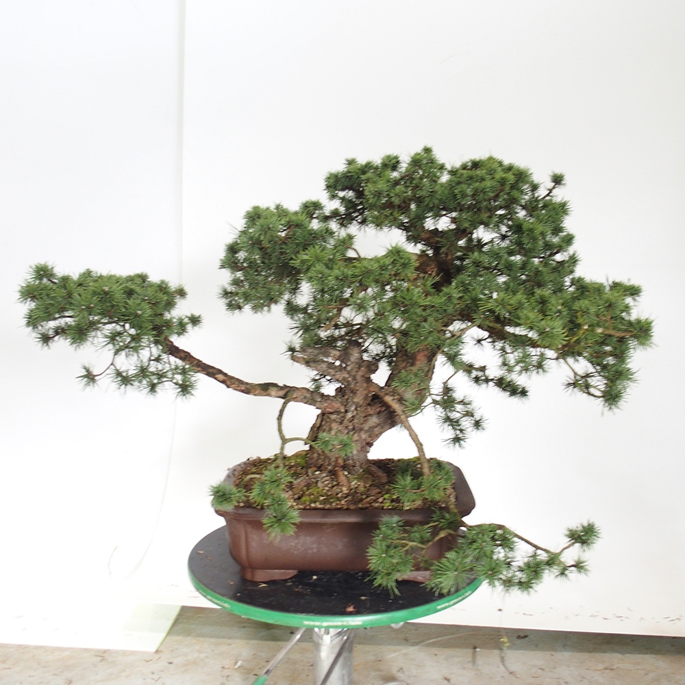 Yamadori - Pinus sylvestris Hiszpania